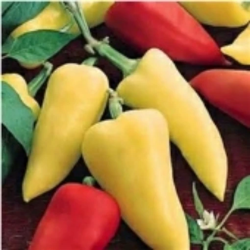 Romanian Peppers SP248-10