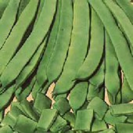 Romano 14 Bush Beans BN86-50