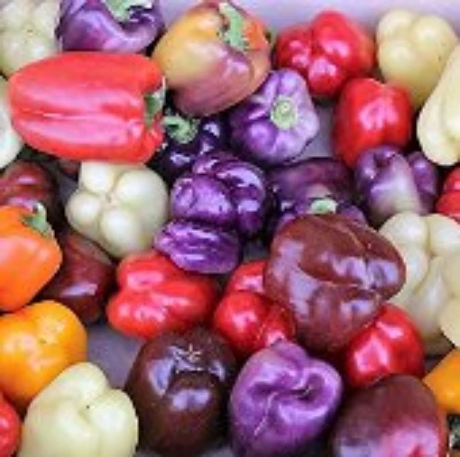 Roumanian Rainbow Peppers SP65-10