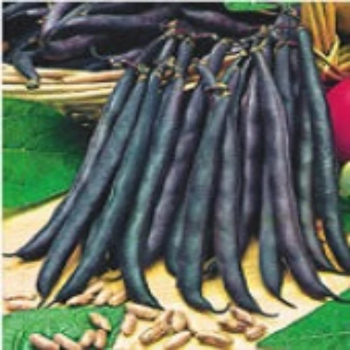 Royal Burgundy Bush Beans BN14-50
