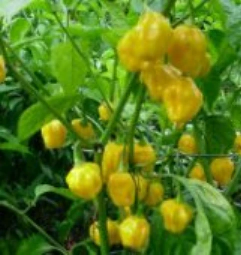 Habanero Hot Peppers (Royal Gold) HP902-10