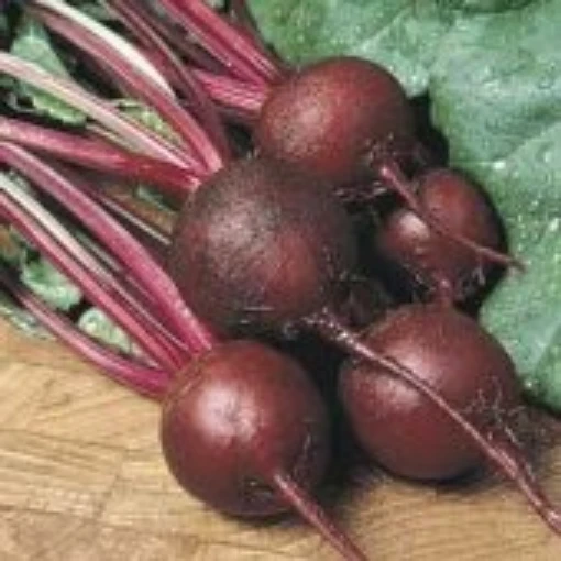 Ruby Queen Beets BT11-50