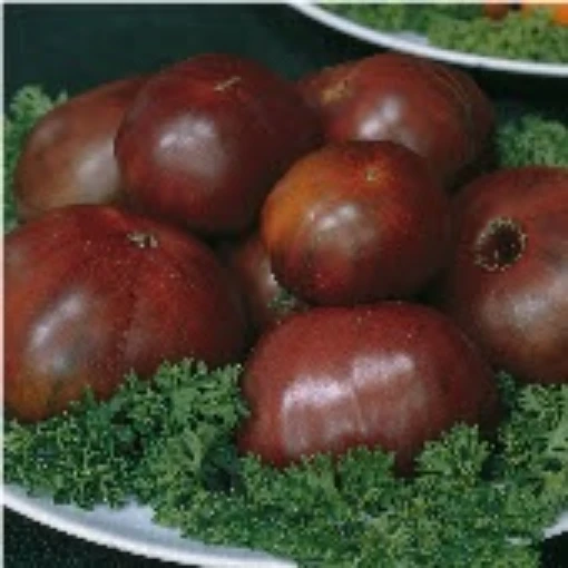 Russian Black Tomato TM116-20