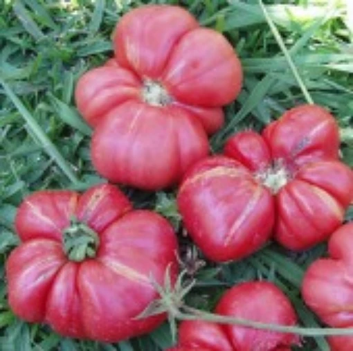 Russian Rose Tomato TM310-20