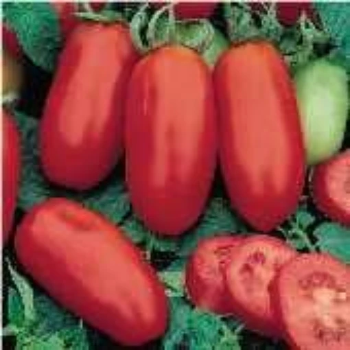 San Marzano Determinate Tomato TM445-20