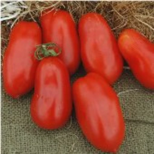 San Marzano Indeterminate Tomato TM152-20