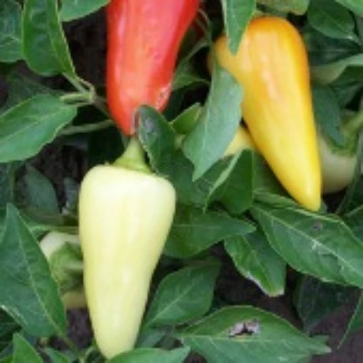 Santa Fe Grande Peppers HP211-20