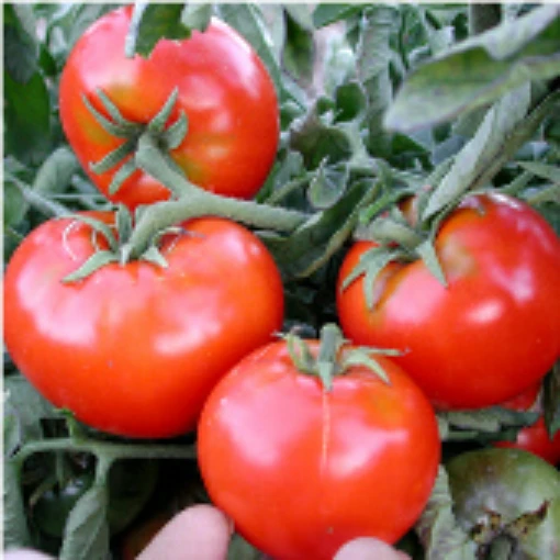 Santiam Tomato TM446-20