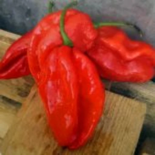 Scotch Bonnet Red Peppers (Strain 2) HP1511-10