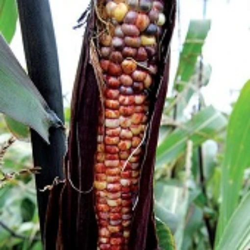 Seneca Red Stalker Corn CN39-50