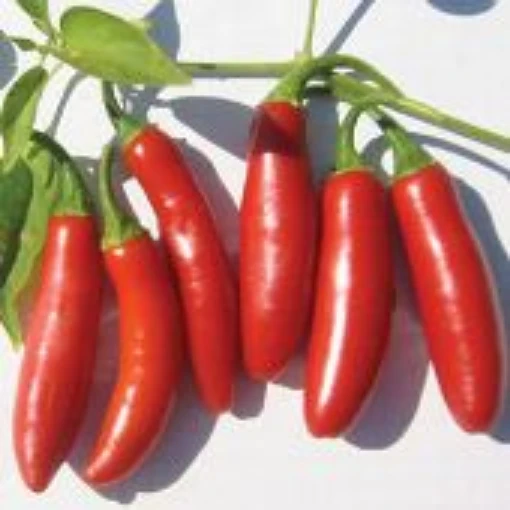 Serrano Tampiqueno Peppers HP219-20