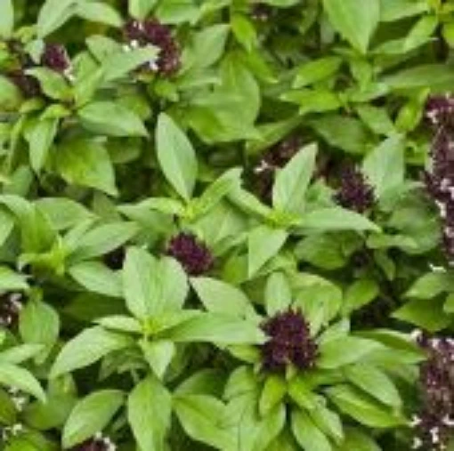 Siam Queen Basil HB14-100