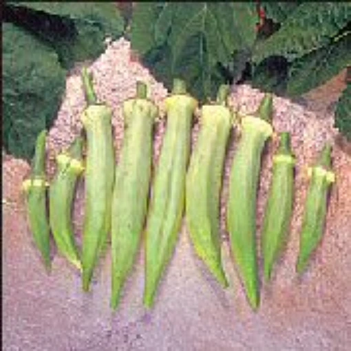 Silver Queen Okra OK22-20