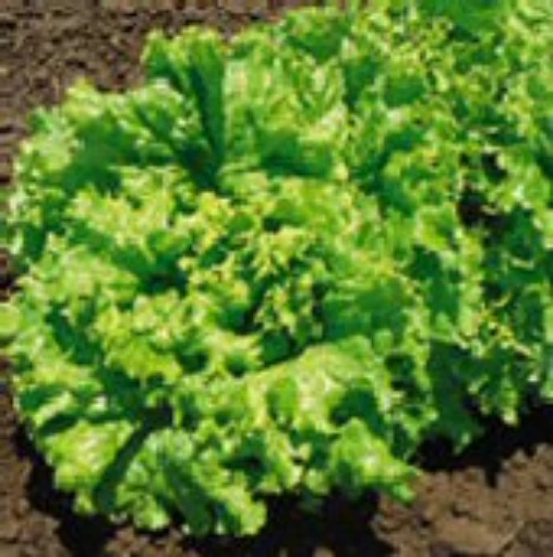 Slobolt Lettuce LC62-100