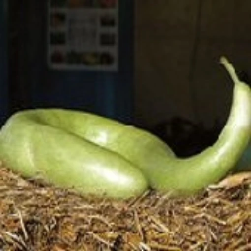 Snake Gourds GD29-10