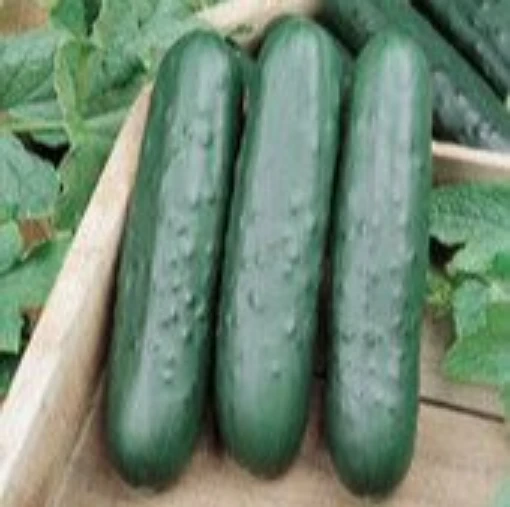 Speedway Cucumbers CU104-20