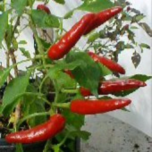 Sport Peppers, Sport Pepper Seeds. Reimer Seeds