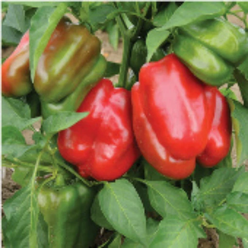 Staddon's Select Peppers SP93-20