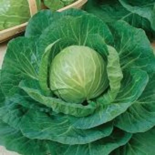 Early Flat Dutch Cabbage CB49-100