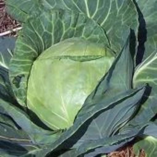 Late Flat Dutch Cabbage CB34-100