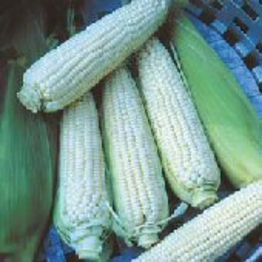 Stowell's Evergreen Corn CN28-50