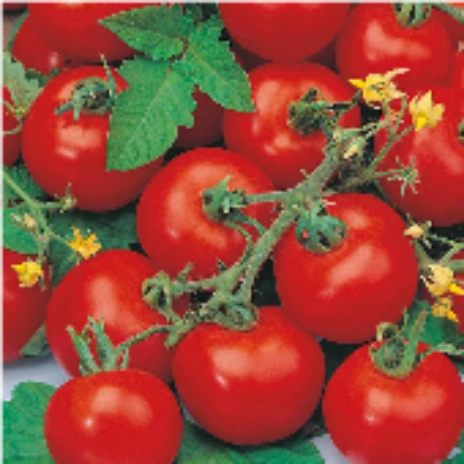 Sub-Arctic Plenty Tomato TM126-20