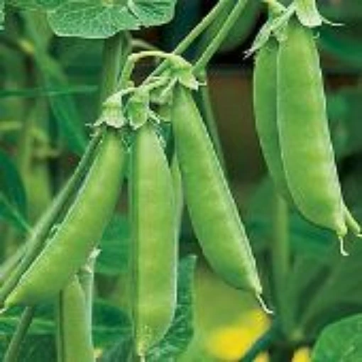 Sugar Ann Snap Peas PE6-50