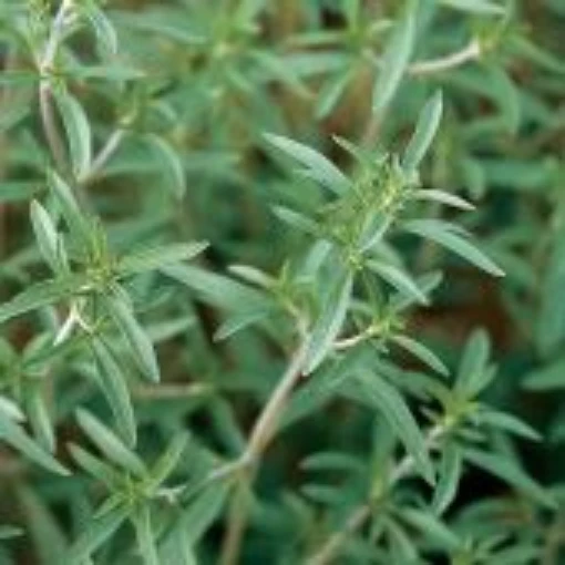 Summer Savory HB134-100