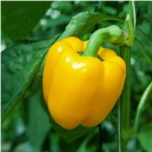 Sunbright Peppers SP249-20