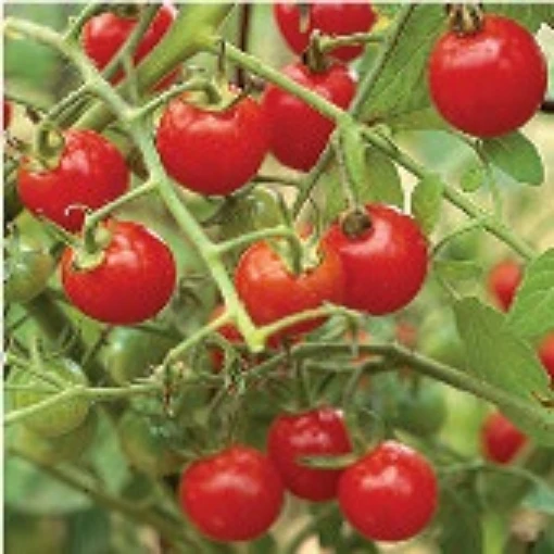 Suncherry Tomato TM290-10