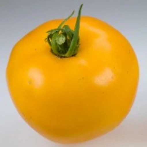 Sunny Goliath Tomato TM291-20