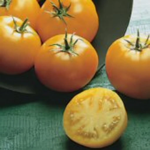 Reimer Seeds. Sunray Tomato, Sunray Tomato Seeds