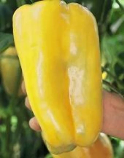 Super Heavyweight Peppers SP148-10