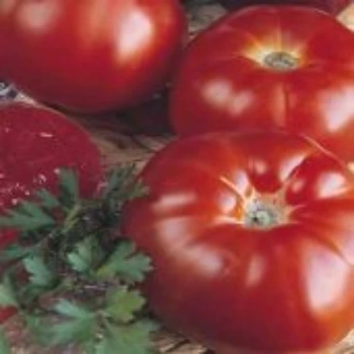 Super Marmande Tomato TM262-20