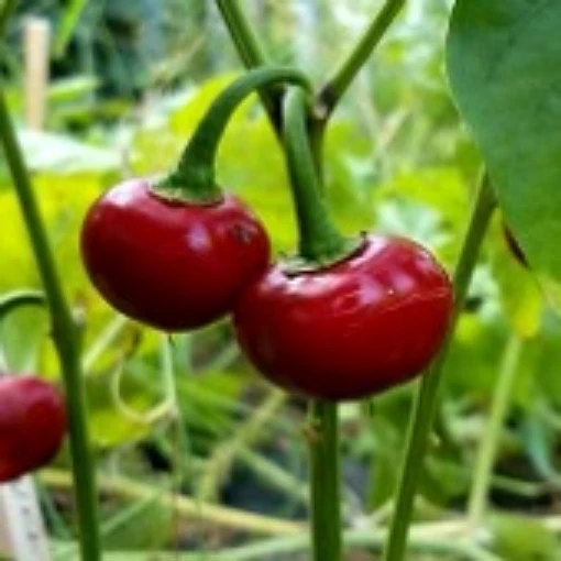 Super Sweet Cherry Peppers SP73-10