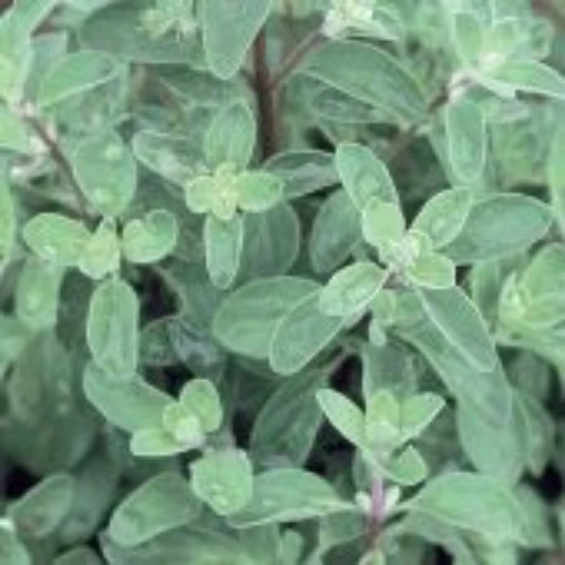 Sweet Marjoram HB61-100