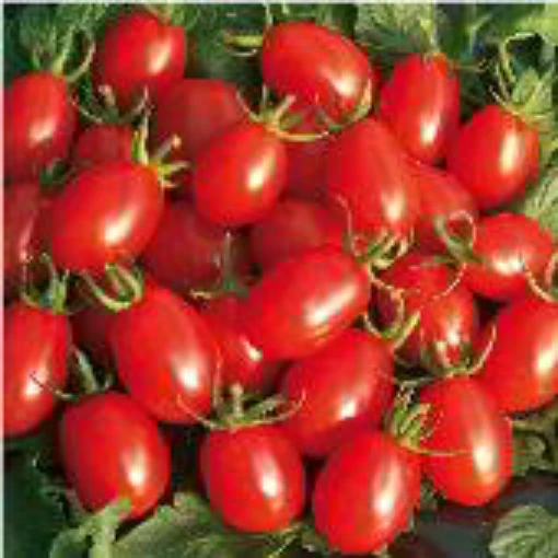 Sweet Olive Tomato TM254-10