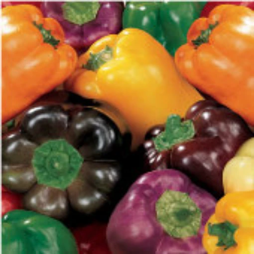 Rainbow Bell Peppers SP147-20