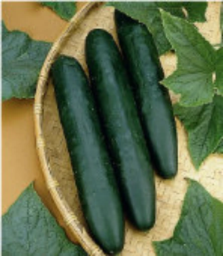 Sweet Success Cucumbers CU27-10