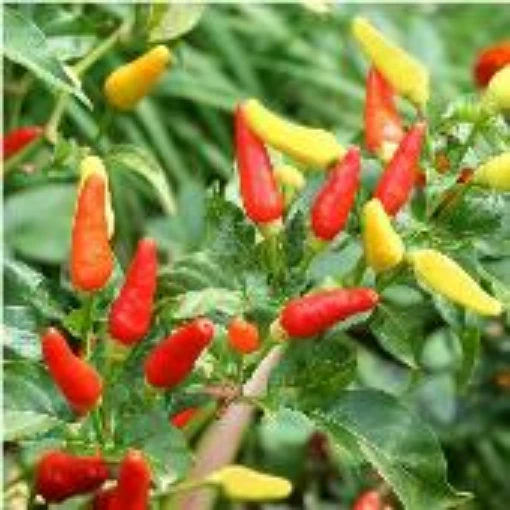 Tabasco Peppers HP232-20