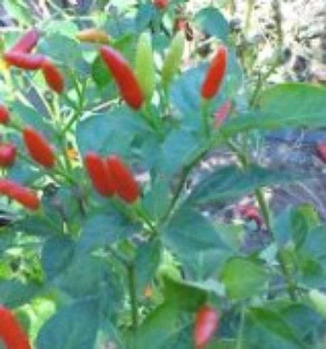 Tabasco Hot Peppers (McIlhenny-Store) HP1492-20