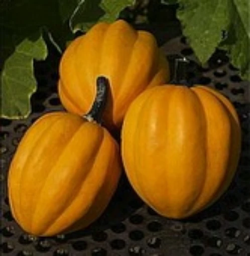 Table Gold Squash, Table Gold Squash Seeds. Reimer Seeds