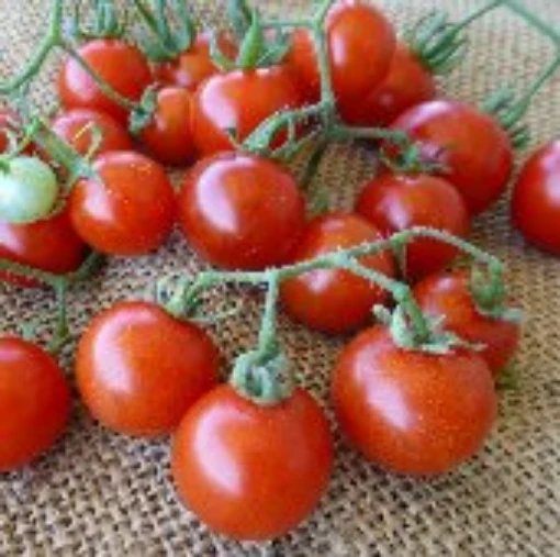 Texas Wild Cherry Tomato TM411-20