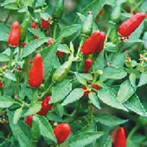 Thai Hot Peppers (Strain 2) HP1963-10