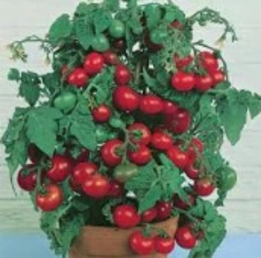 Tiny Tim Tomato TM266-20