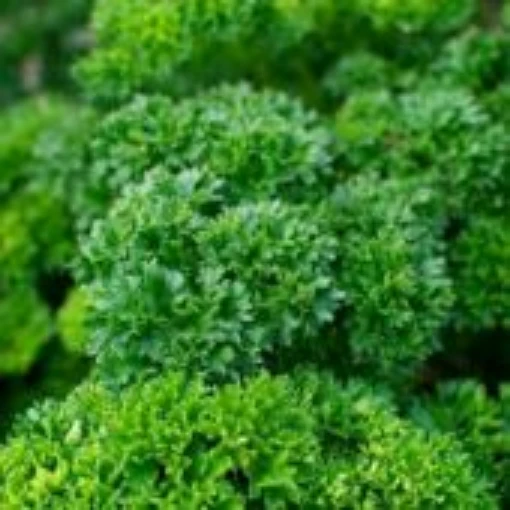 Tripled Curled Parsley HB167-100