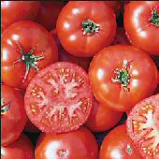 Trophy Tomato TM386-20