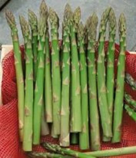 UC 72 Asparagus AS2-20