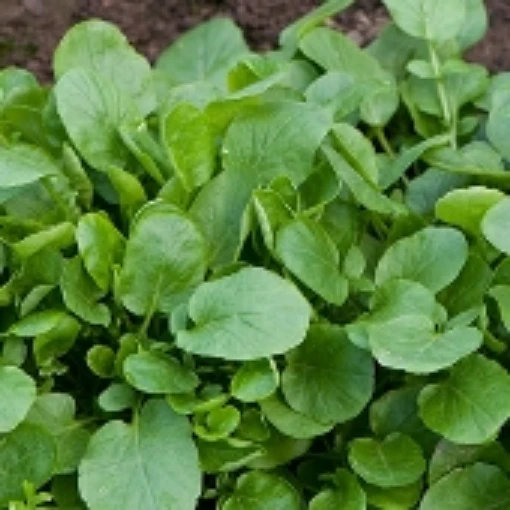 Upland Cress CR1-100