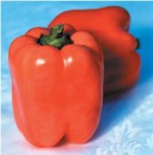 Valencia Peppers SP80-10